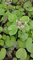 Petasites pyrenaicus