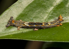 Phyllodonta latrata