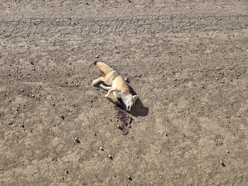 Swift Fox observed by kjmeier