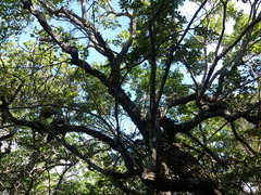 Erythroxylum confusum