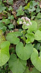 Petasites pyrenaicus
