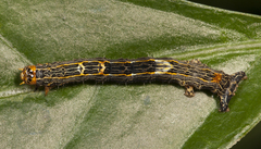Phyllodonta latrata