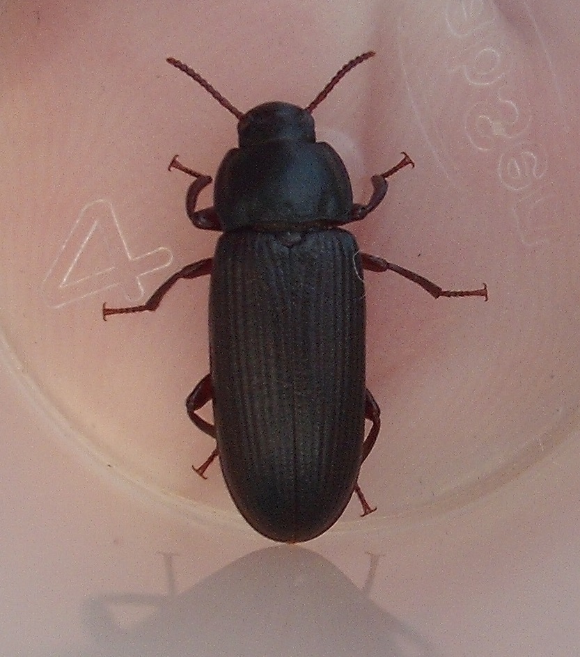 Dark Mealworm from Henderson, Auckland on January 2, 2020 by Stephen