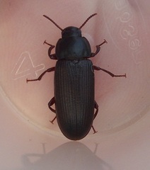 Tenebrio obscurus