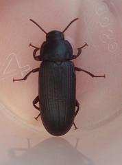Tenebrio obscurus