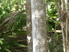 Coccothrinax proctorii