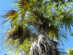 Coccothrinax proctorii