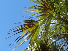 Coccothrinax proctorii