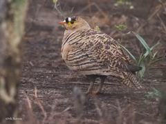 Pterocles quadricinctus