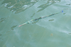 Platybelone argalus
