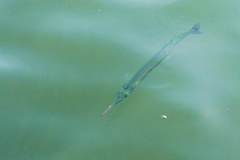 Platybelone argalus