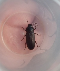 Tenebrio obscurus