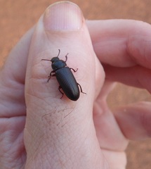 Tenebrio obscurus