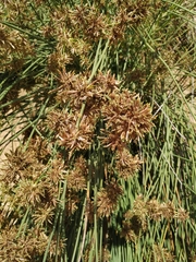 Cyperus marginatus