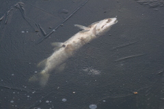 Esox lucius
