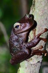 Alta Verapaz Spikethumb Frog photo 2