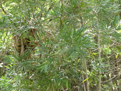 Phyllanthus angustifolius