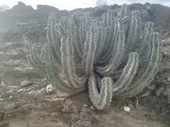 Euphorbia virosa virosa