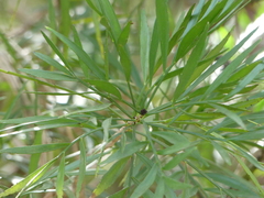 Phyllanthus angustifolius