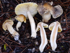 Tricholoma arvernense