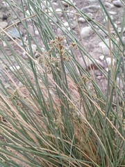 Cyperus marginatus