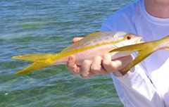 Yellowtail Snapper