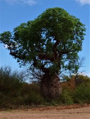 Ceiba chodatii