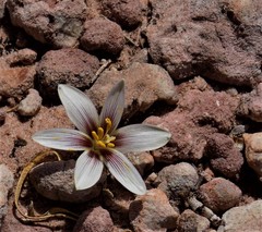 Zephyranthes andina