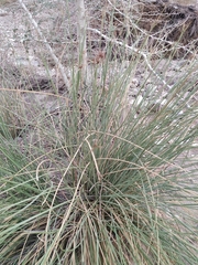 Cyperus marginatus