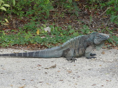 Grand Cayman Blue Iguana photo 3