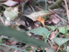 Papilionoidea