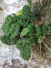 Daucus carota gummifer