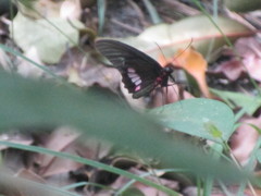 Papilionoidea