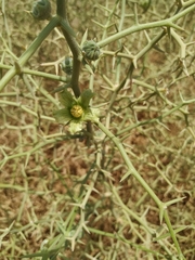 Acanthosicyos horridus