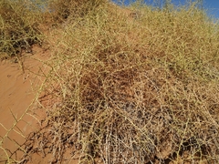 Acanthosicyos horridus