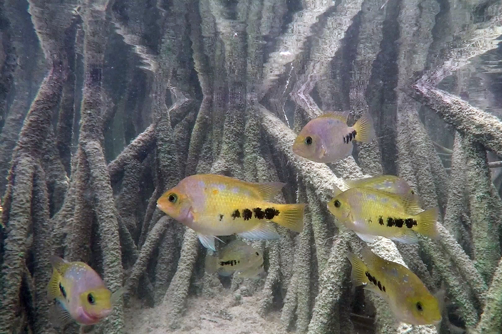 redhead cichlid
