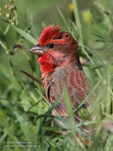 Common Rosefinch