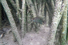 Cribroheros robertsoni