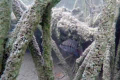 Cribroheros robertsoni