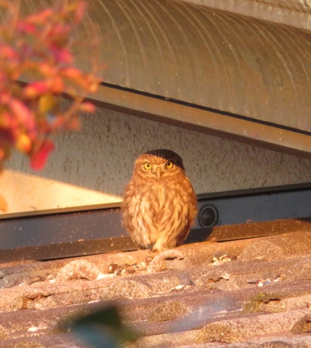 View observation of {o.common_name} on iNaturalist