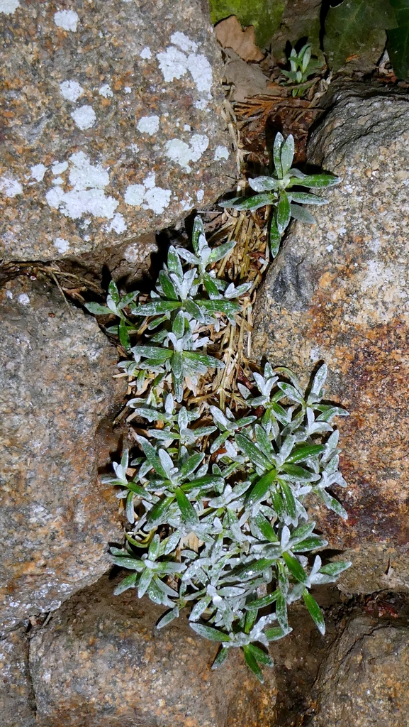 Cerastium tomentosum, 35190 Bécherel, France