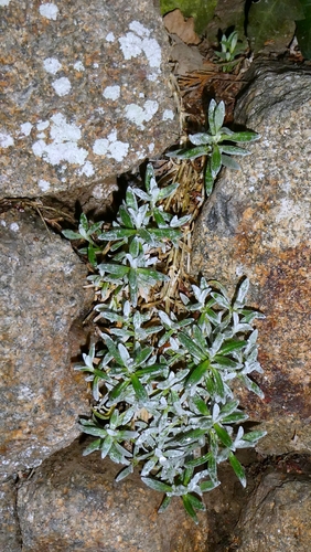 Cerastium tomentosum