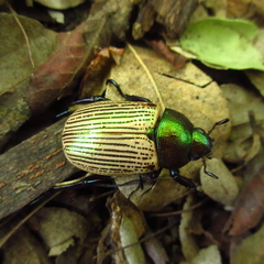 Pelidnota sanctijacobi