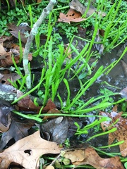 Lilaeopsis carolinensis