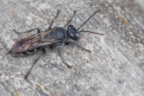 New Zealand Mason wasp photo 4