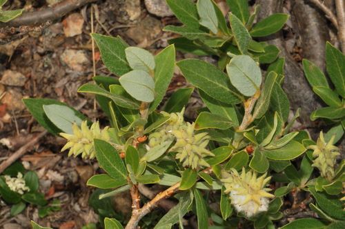 rocky mountain willow (Salix petrophila)