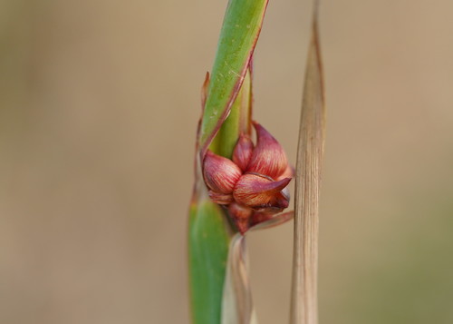 Watsonia meriana
