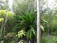 Agave caymanensis
