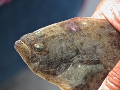 Paralichthys californicus