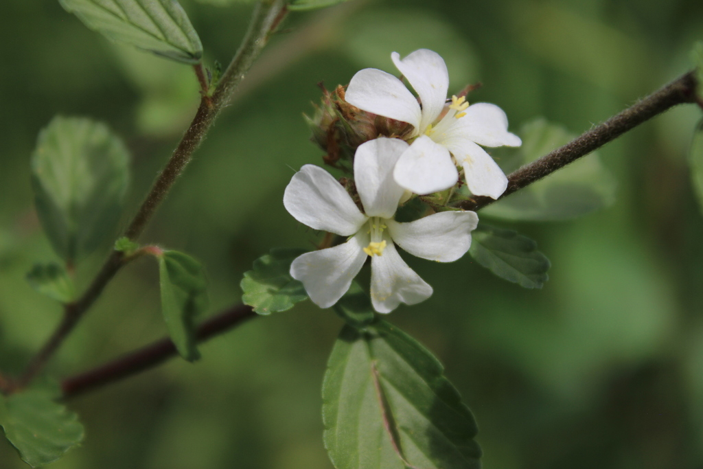 Melochia parvifolia
